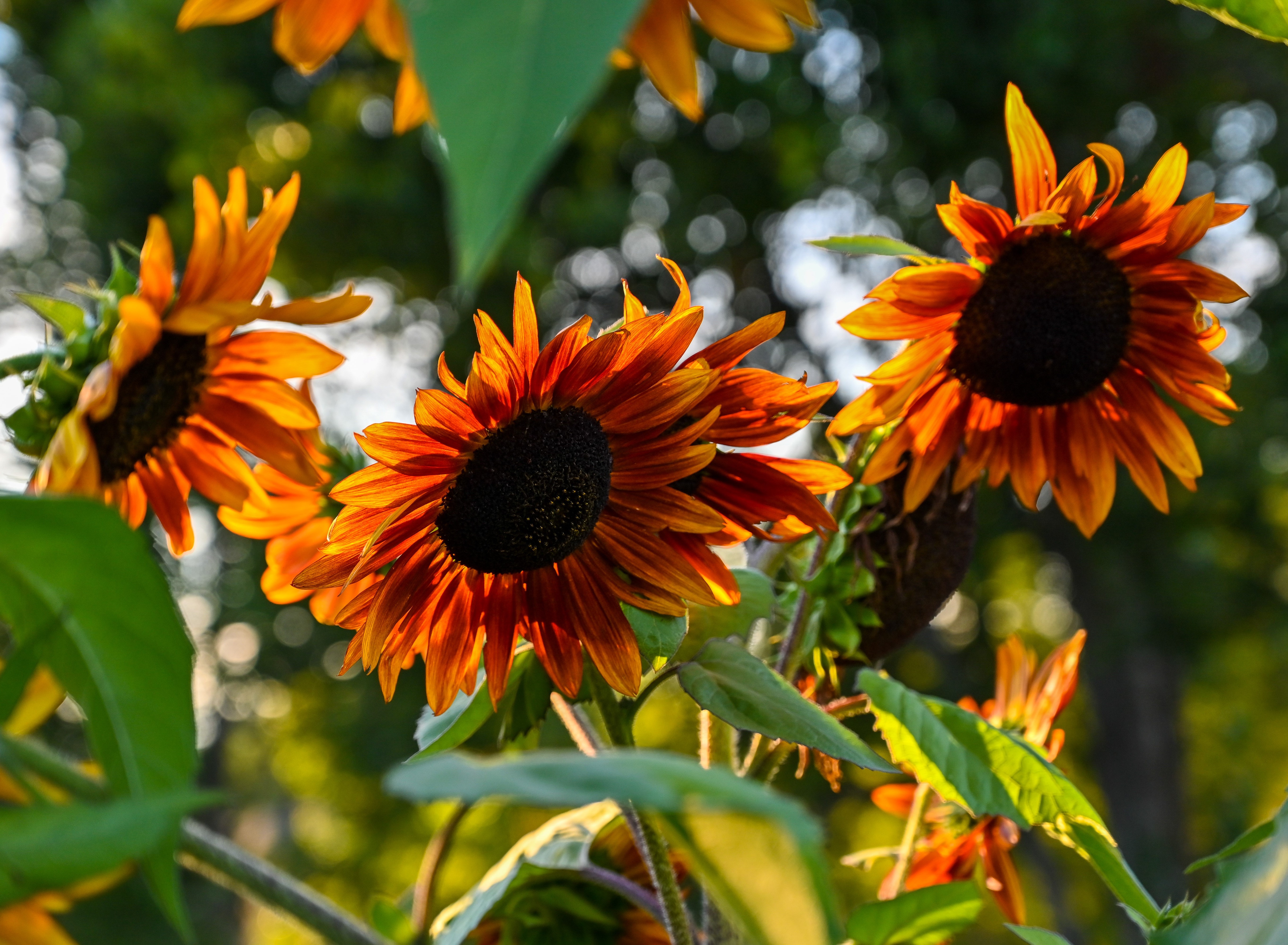 Dark amber and orange sunflowers with bokeh background