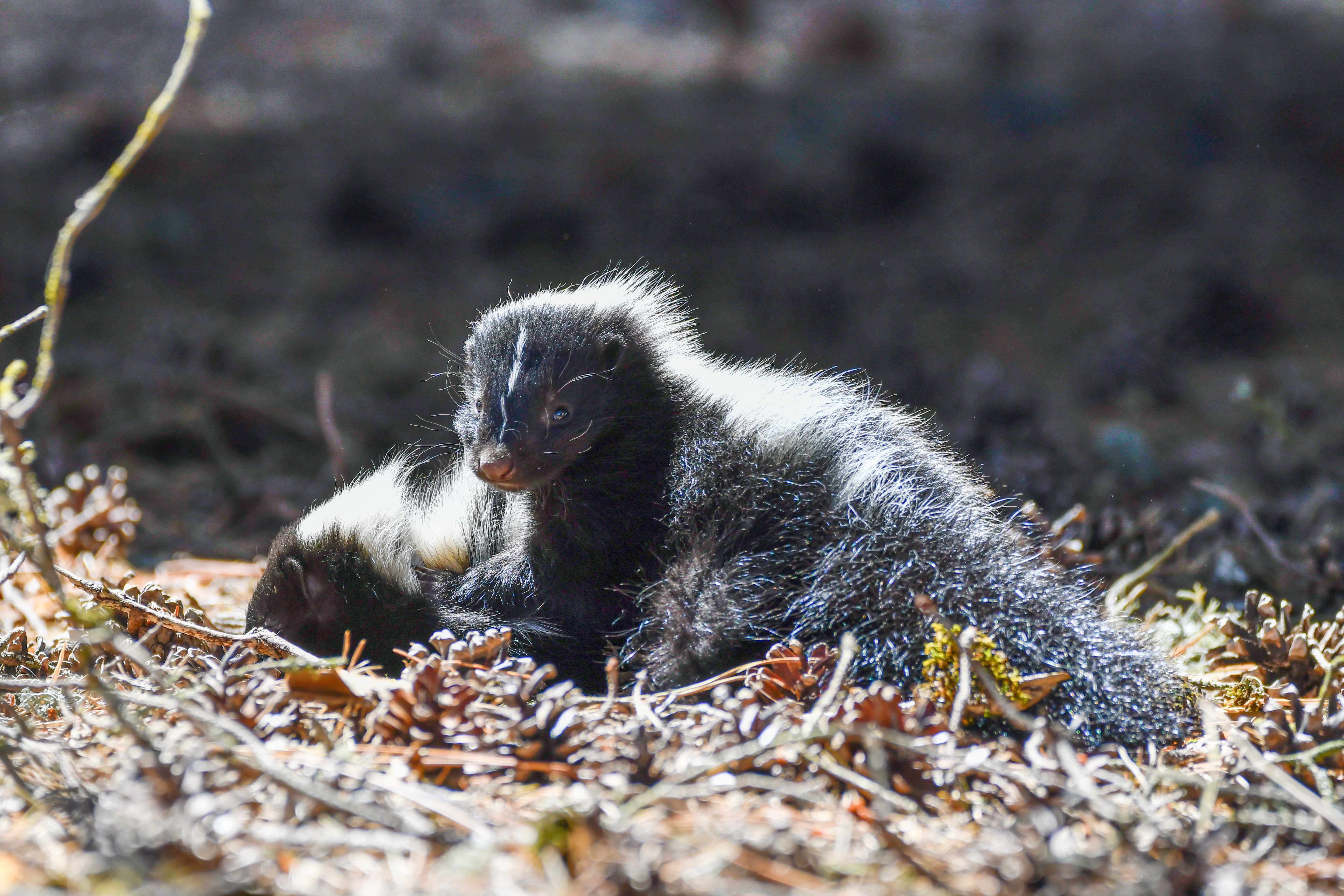 Two baby striped skunks huddled together outdoors