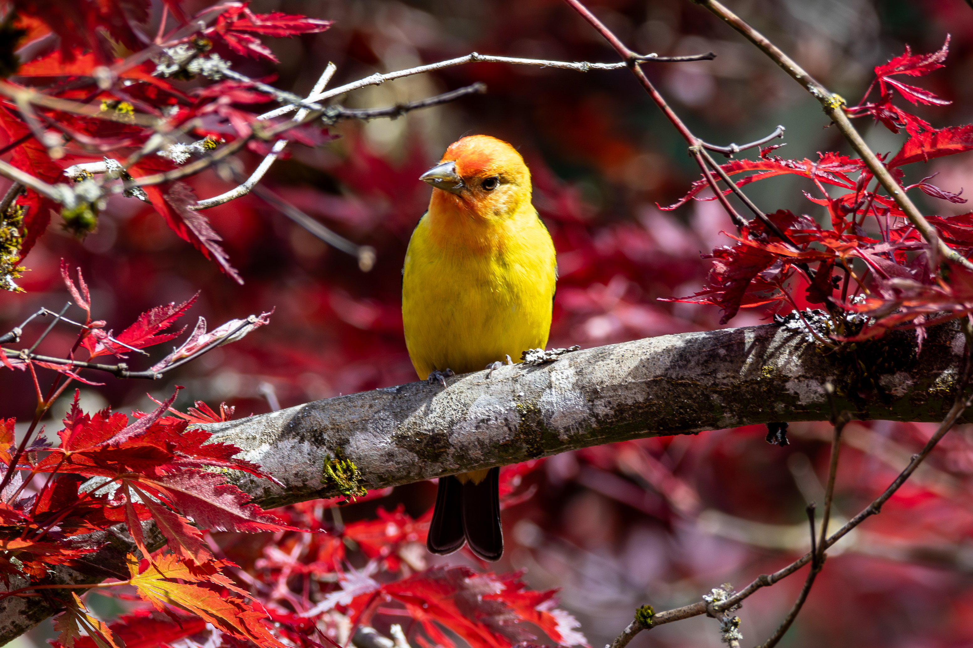 Western Tanager