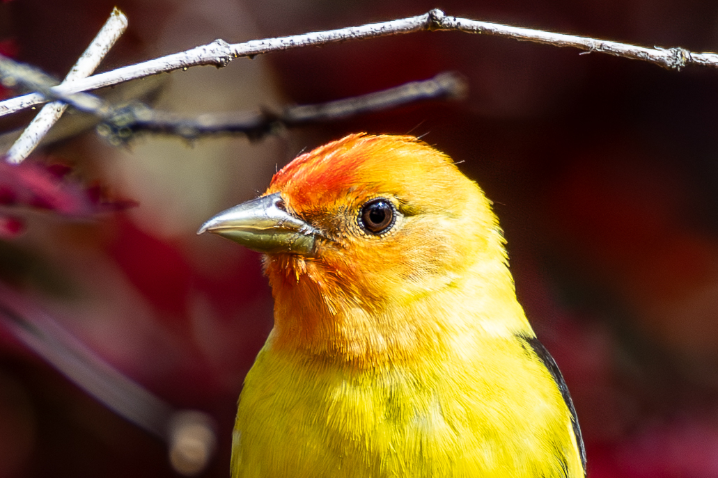 Western Tanager close-up portrait