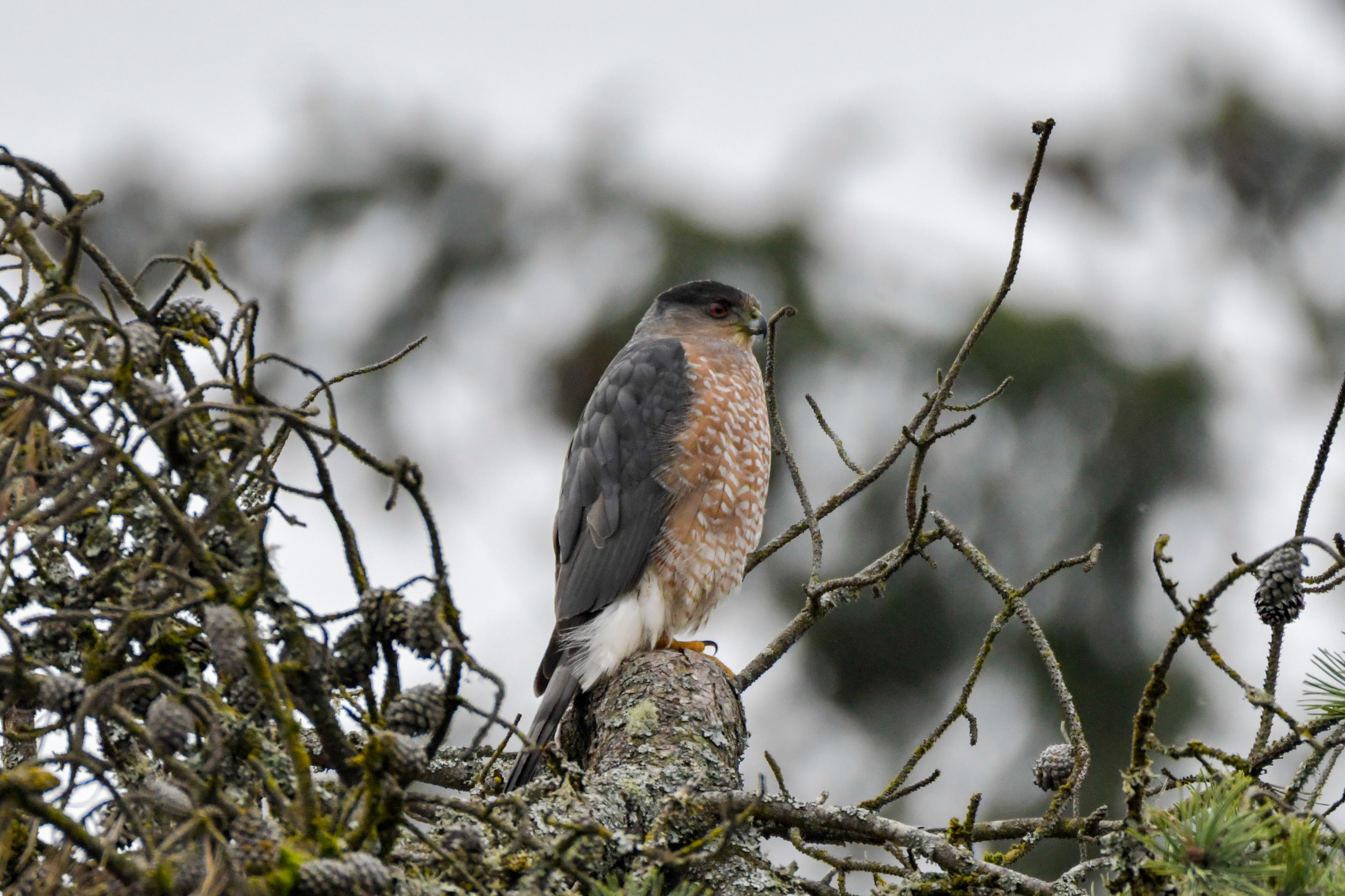 Cooper's Hawk perched on winter branch