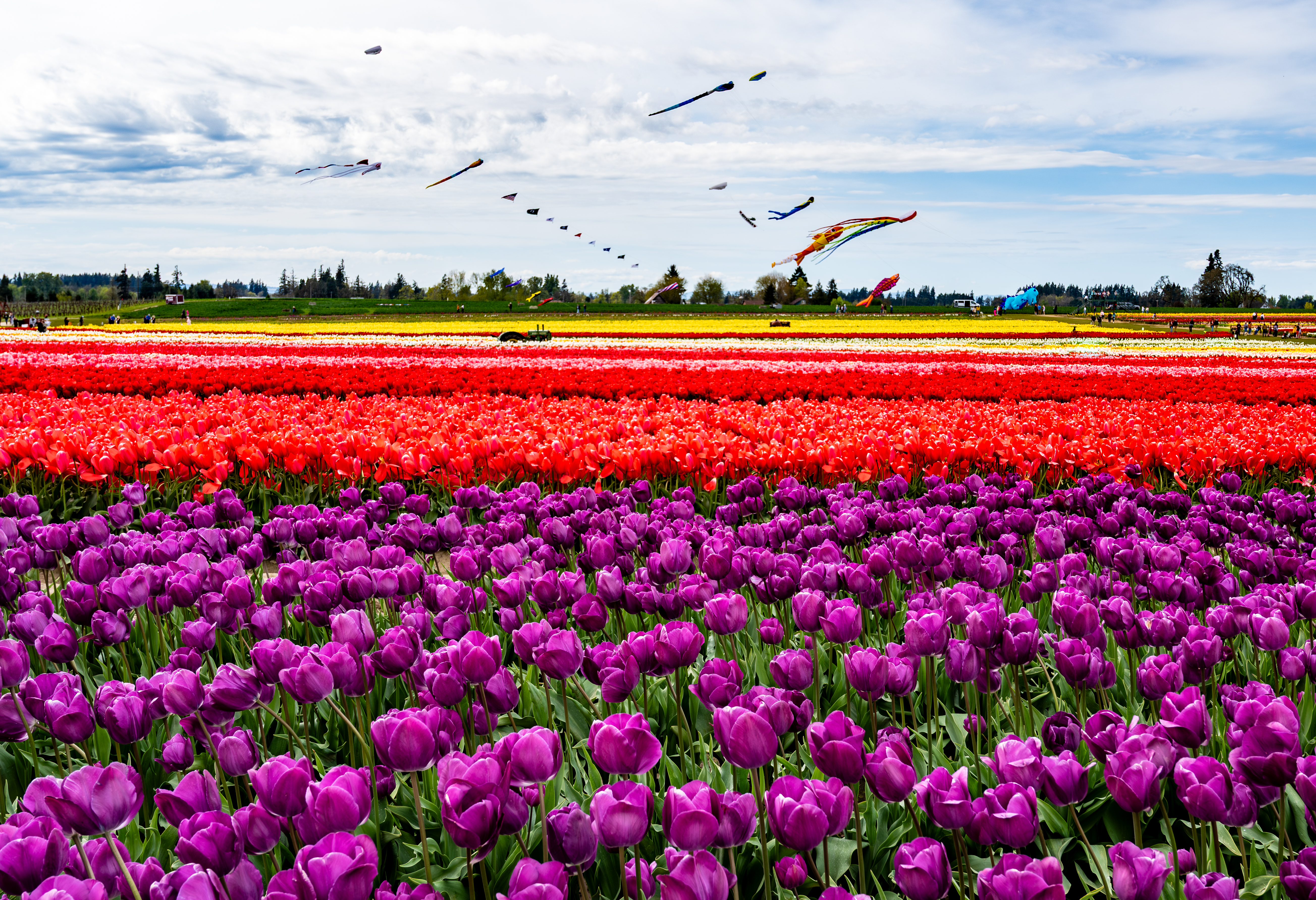 Tulip Festival, Willamette Valley