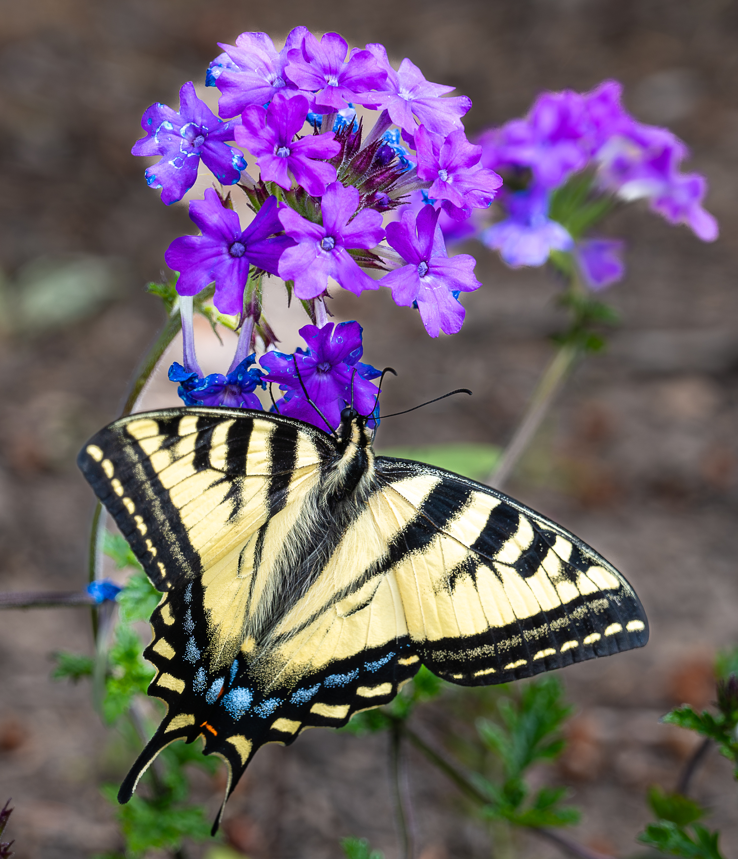 Tiger Swallowtail on Phlox