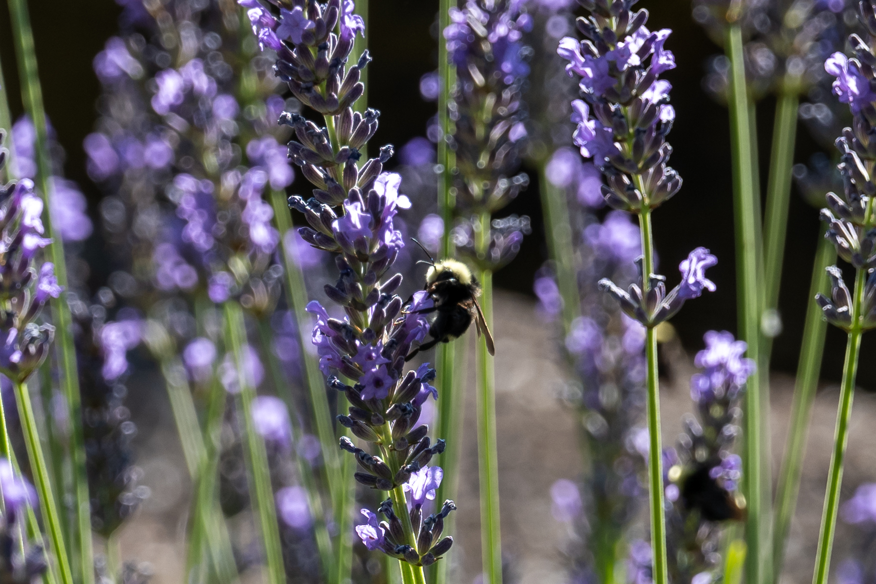 Bumblebee foraging on lavender stalks