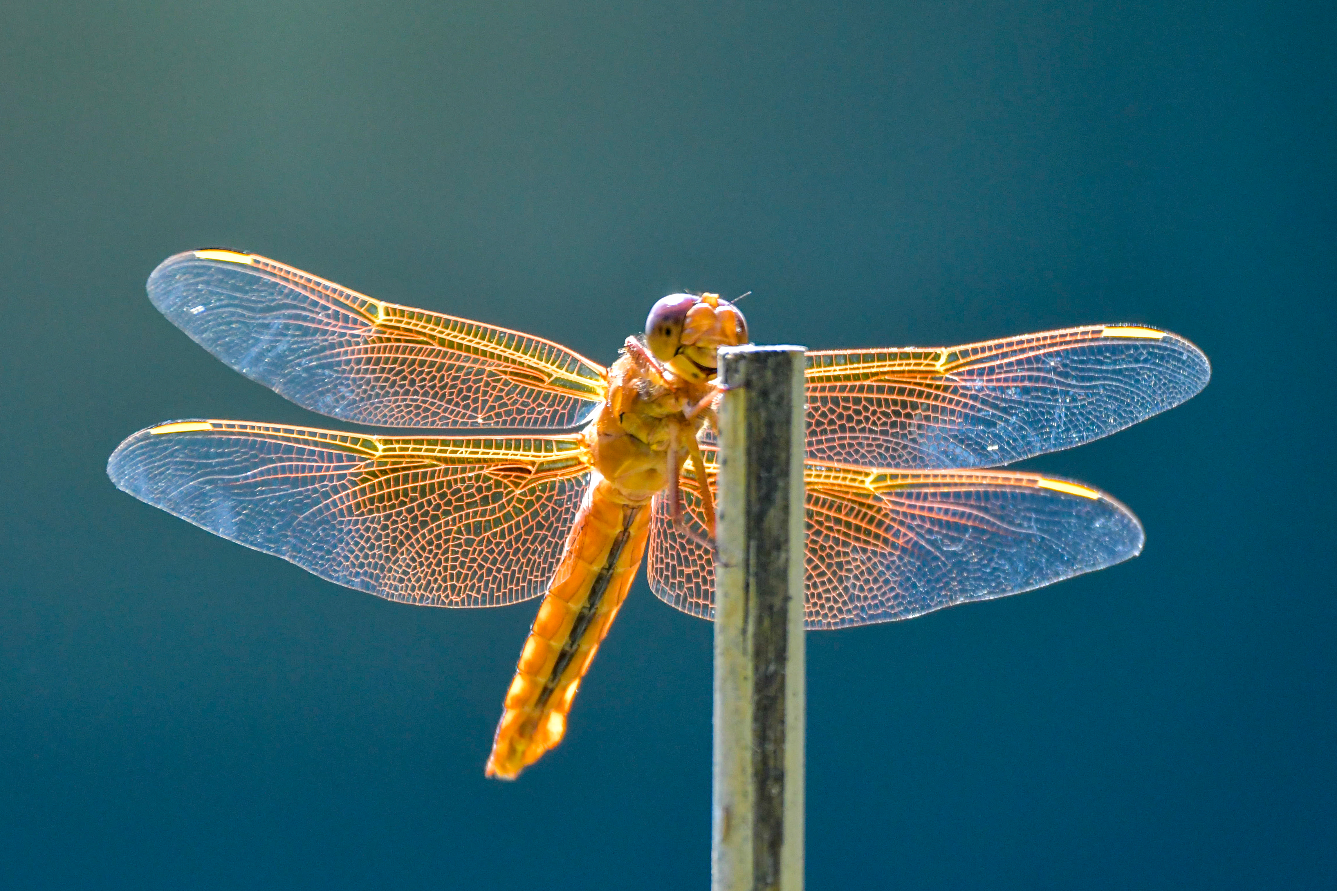 Flame Skimmer Dragonfly