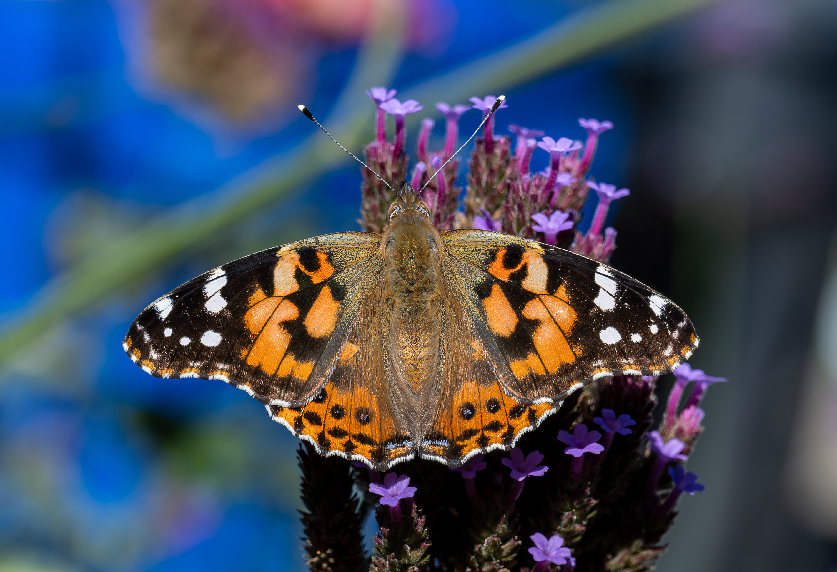 Painted Lady butterfly with wings spread on purple verbena