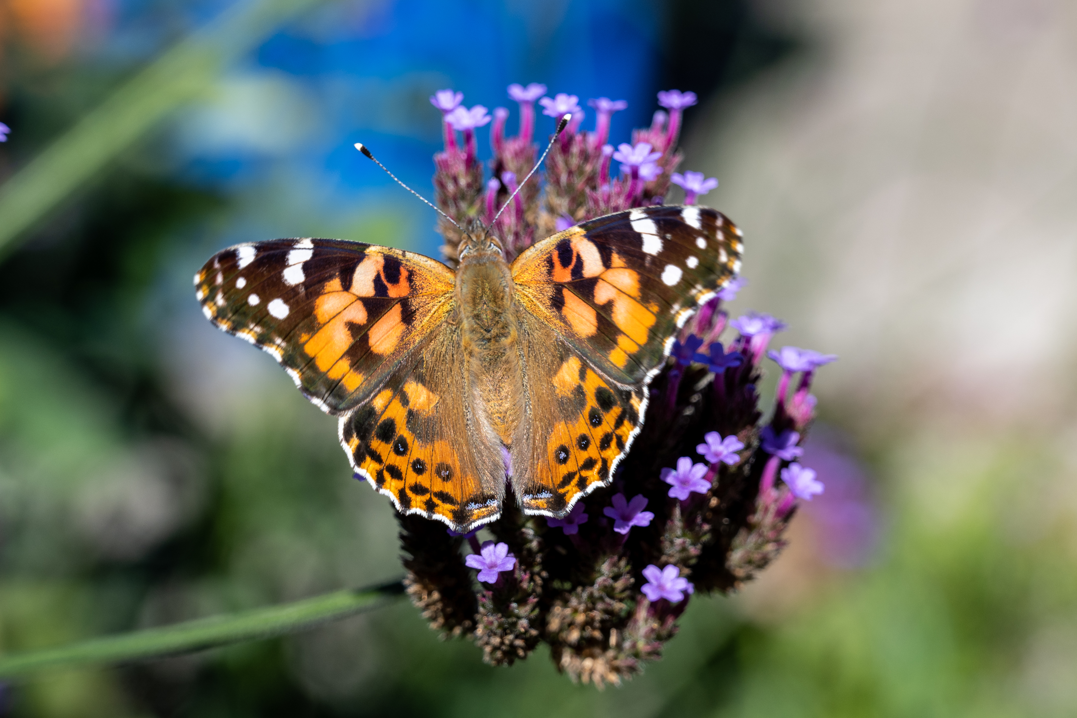 Painted Lady butterfly on verbena bloom