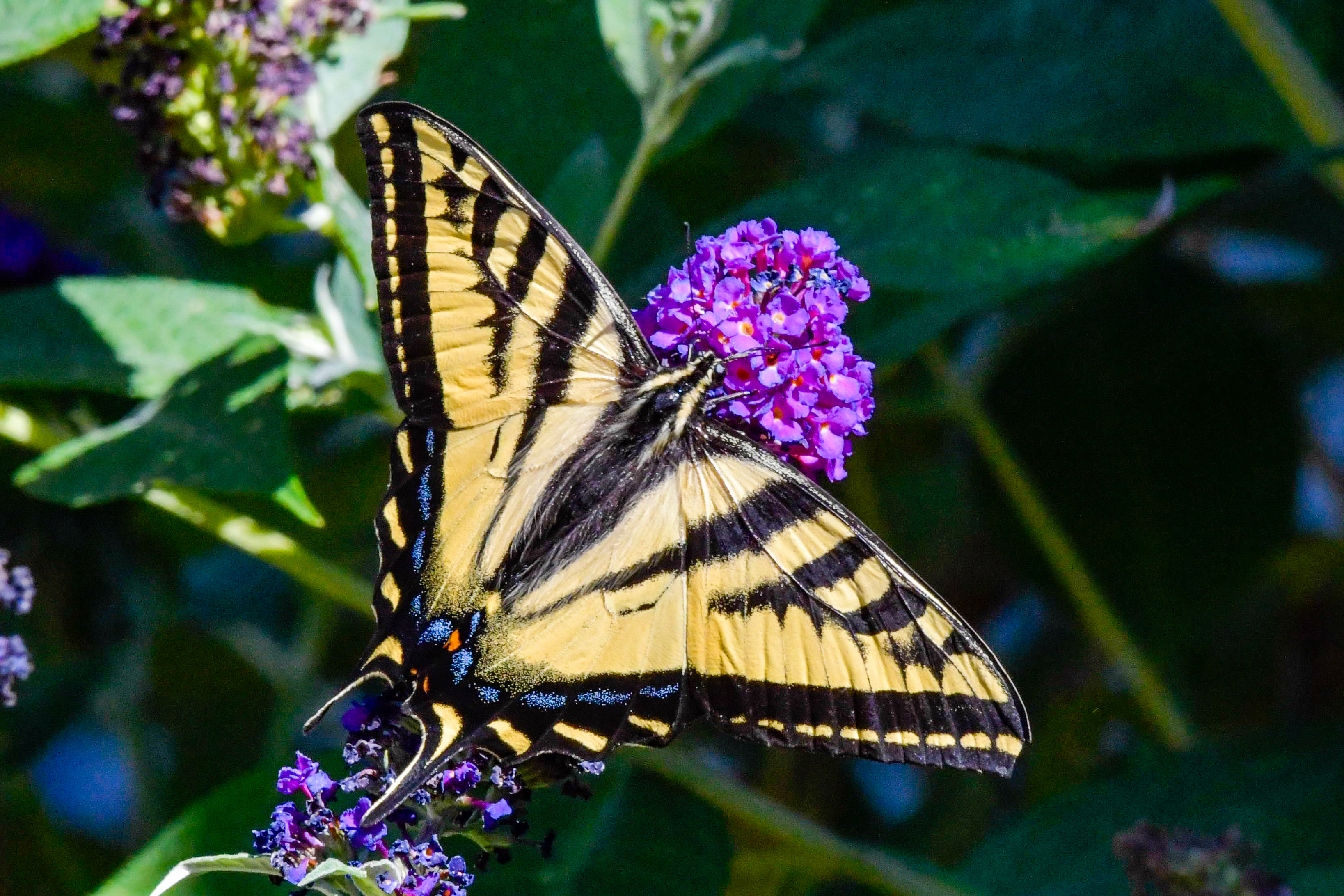 Tiger Swallowtail butterfly on butterfly bush