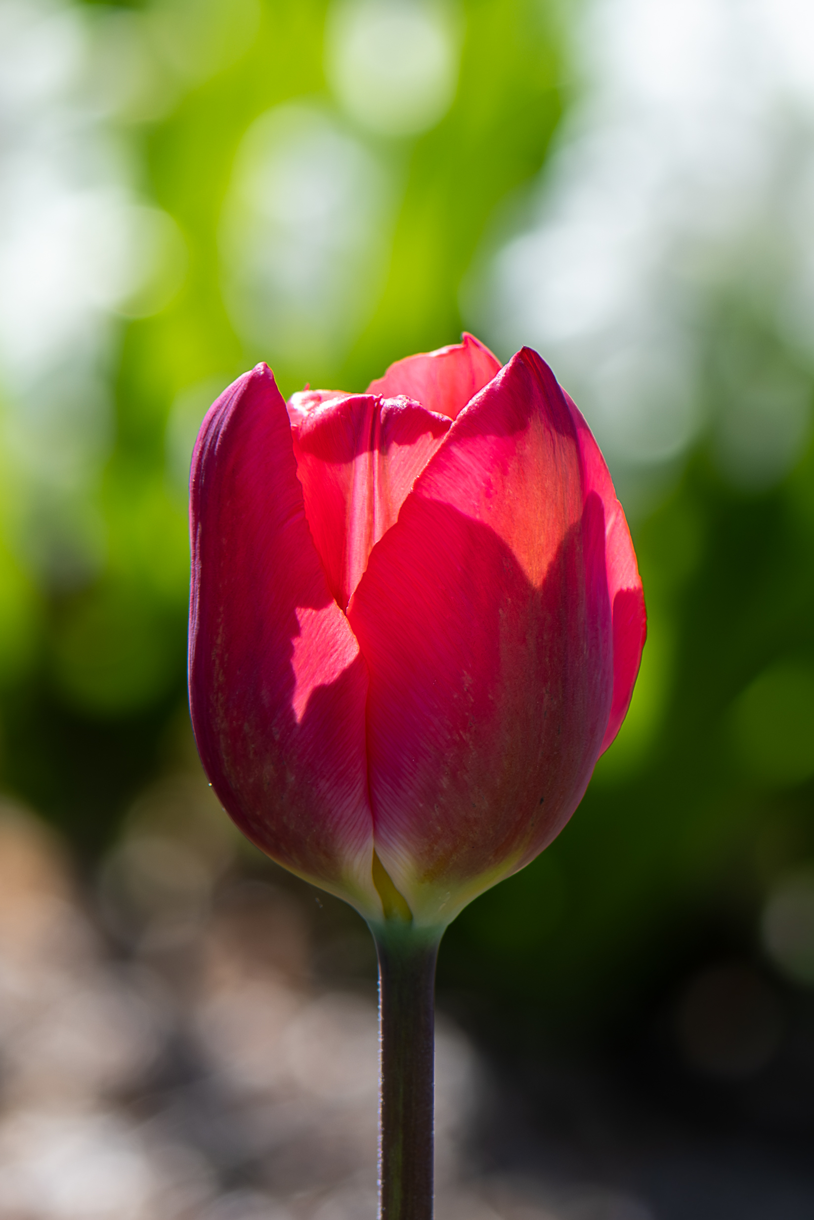 Single red tulip backlit against green bokeh