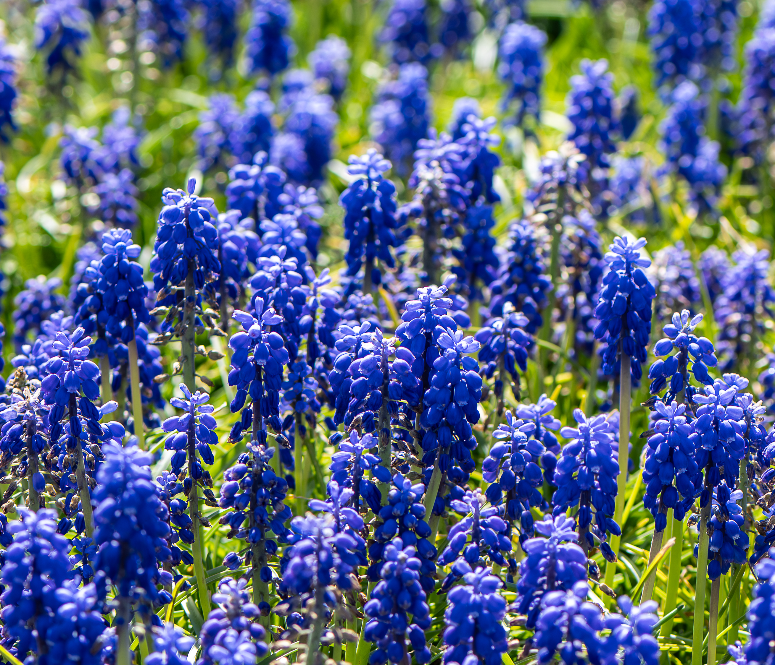 Field of vibrant blue grape hyacinth flowers