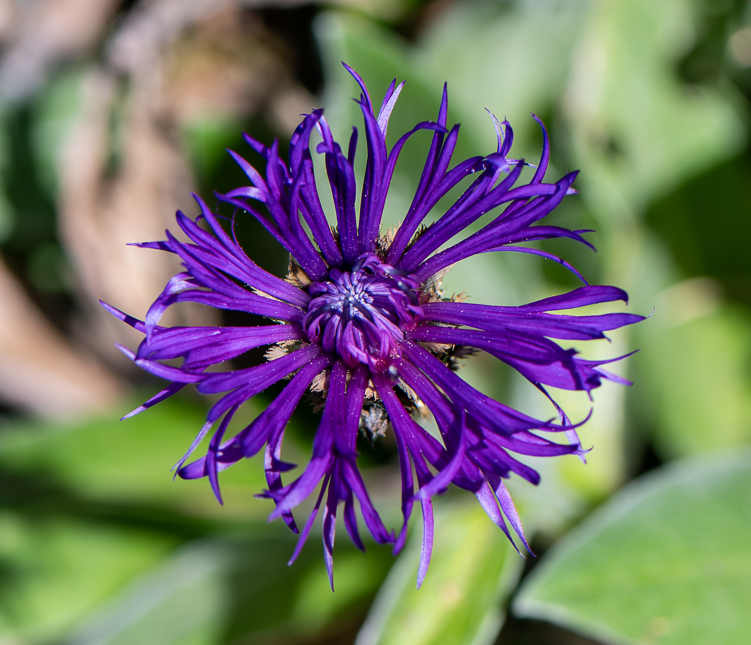 Purple cornflower macro with detailed petal structure