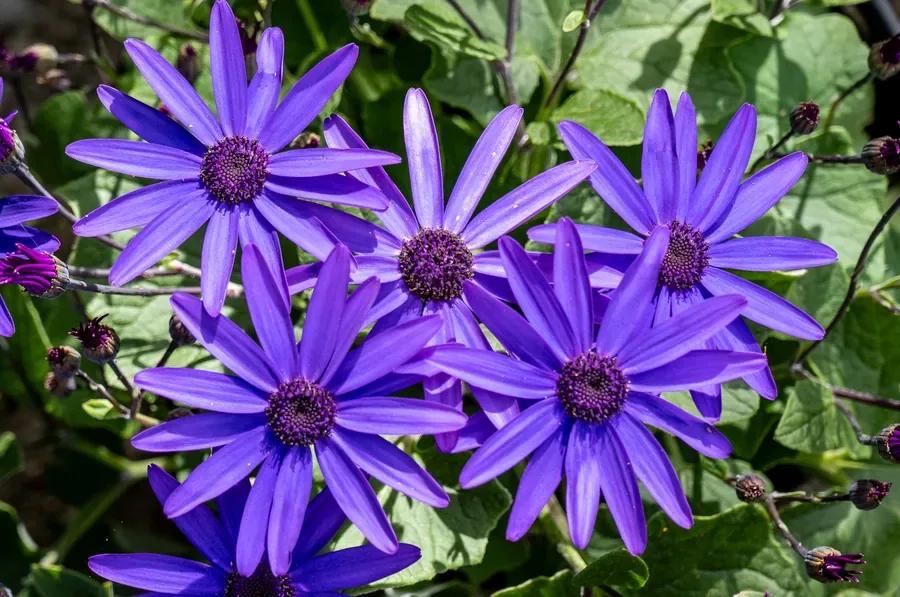 Cineraria in Purple — Salem, Oregon — Ben Pickett Photography