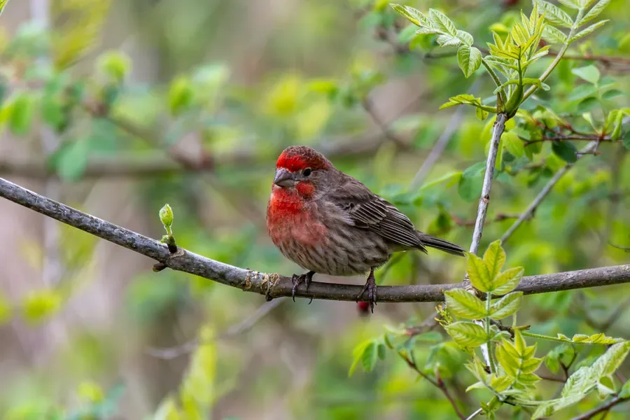 House Finch in Spring Growth — Salem, Oregon — Ben Pickett Photography