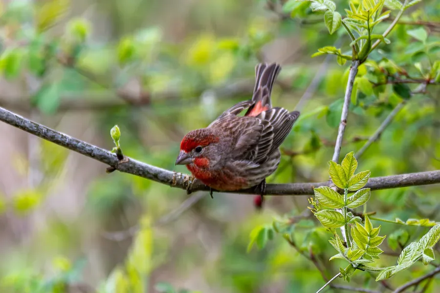 House Finch, Turning — Salem, Oregon — Ben Pickett Photography