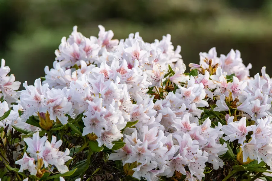 Rhododendron in White — Salem, Oregon — Ben Pickett Photography