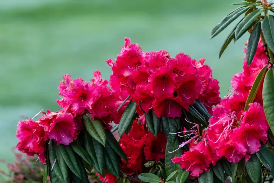 Rhododendron in Crimson — Salem, Oregon — Ben Pickett Photography