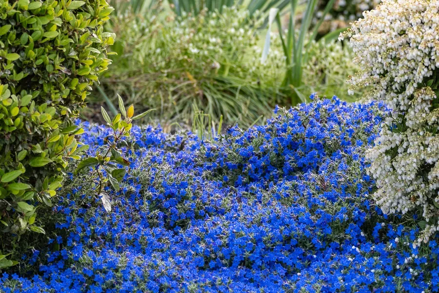 Lobelia and Alyssum — Salem, Oregon — Ben Pickett Photography