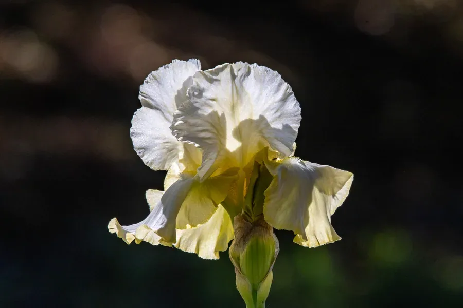 Cream Bearded Iris — Salem, Oregon — Ben Pickett Photography