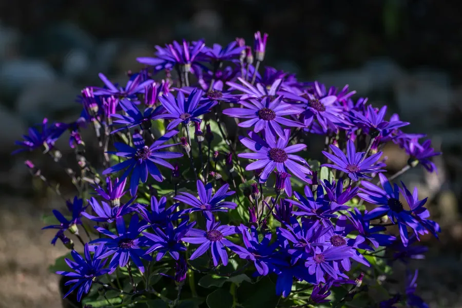 Cineraria Mass Planting — Salem, Oregon — Ben Pickett Photography