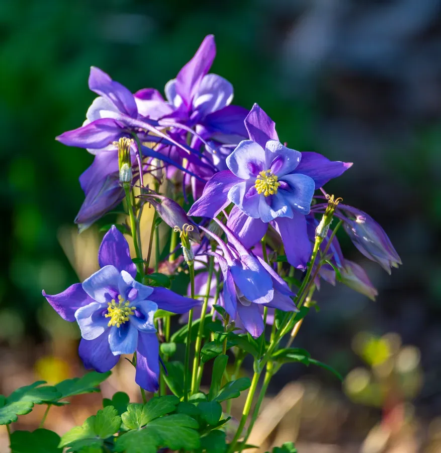 Columbine, Blue and Violet — Salem, Oregon — Ben Pickett Photography