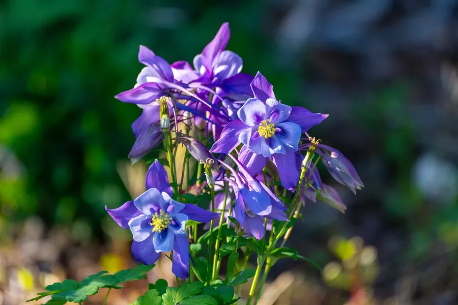 Columbine Cluster — Salem, Oregon — Ben Pickett Photography