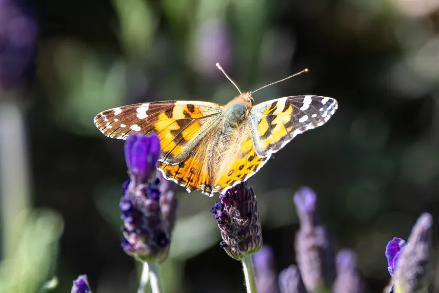 Painted Lady on Spanish Lavender — Salem, Oregon — Ben Pickett Photography