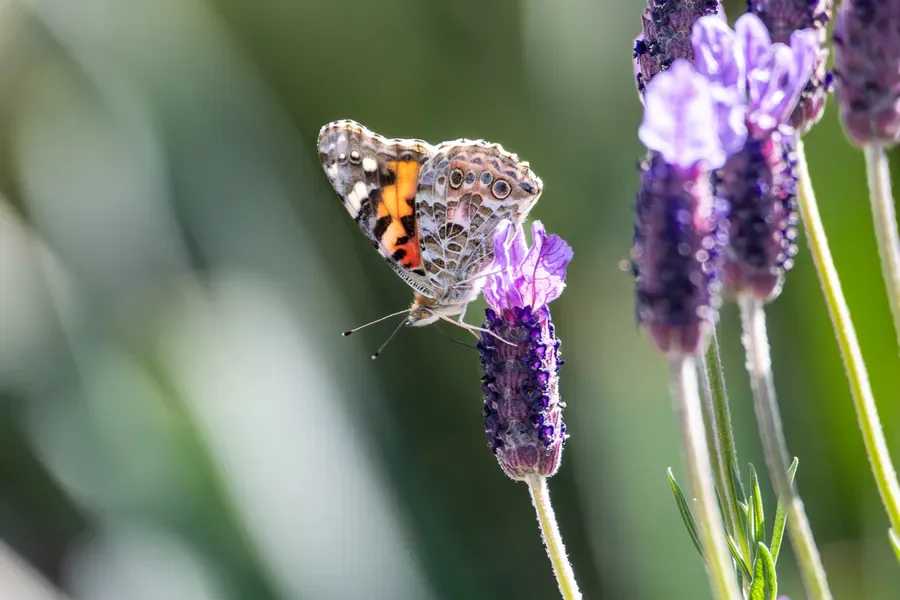 Painted Lady, Wings Closed — Salem, Oregon — Ben Pickett Photography