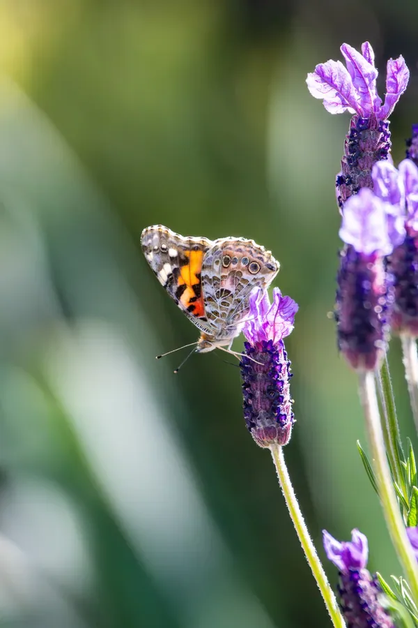 Painted Lady on Spanish Lavender — Salem, Oregon — Ben Pickett Photography