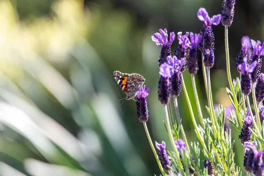 Painted Lady in the Lavender Bed — Salem, Oregon — Ben Pickett Photography