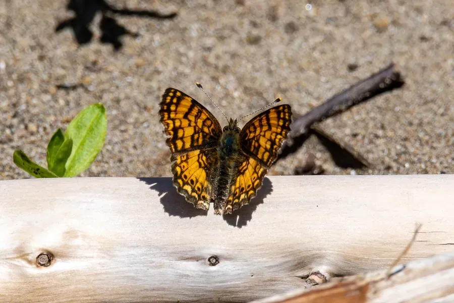 Mylitta Crescent on Driftwood — Oregon — Ben Pickett Photography