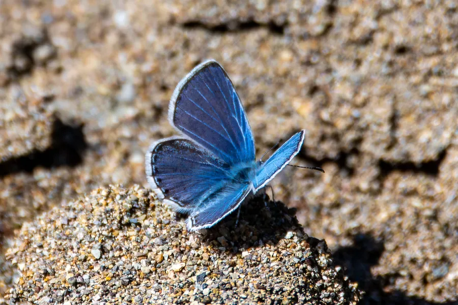 Echo Blue on Sand — Oregon — Ben Pickett Photography