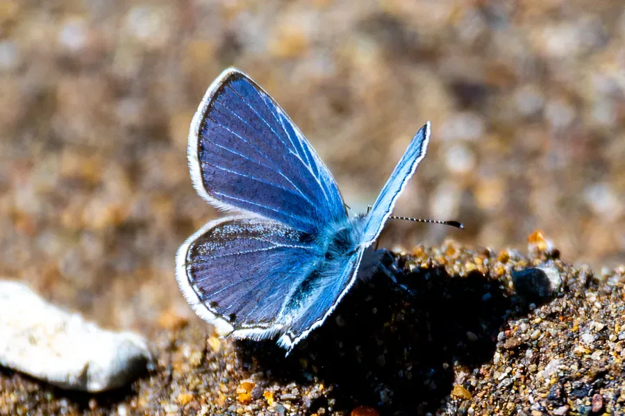 Echo Blue, Wings Open — Oregon — Ben Pickett Photography