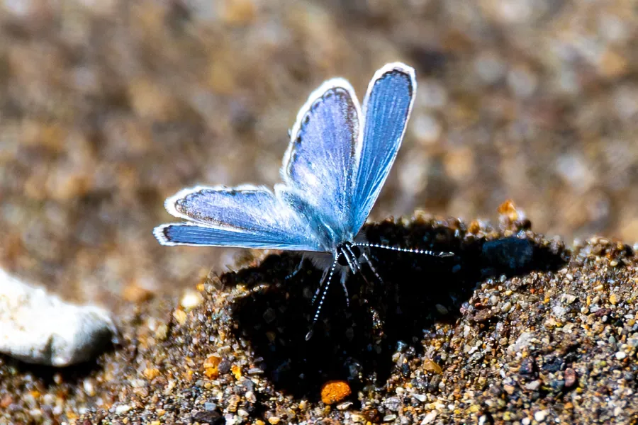 Echo Blue, Morning Sand — Oregon — Ben Pickett Photography