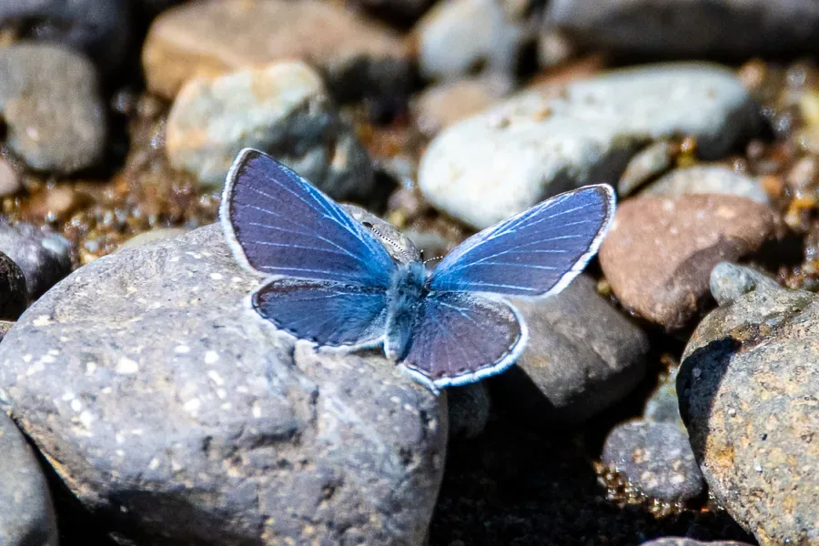 Echo Blue on River Rock — Oregon — Ben Pickett Photography