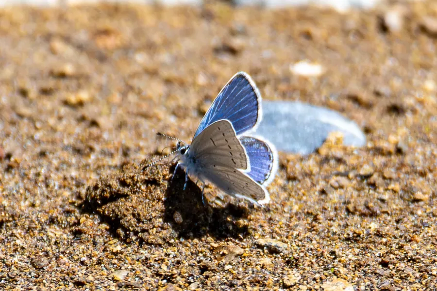 Echo Blue, Worn Wings — Oregon — Ben Pickett Photography
