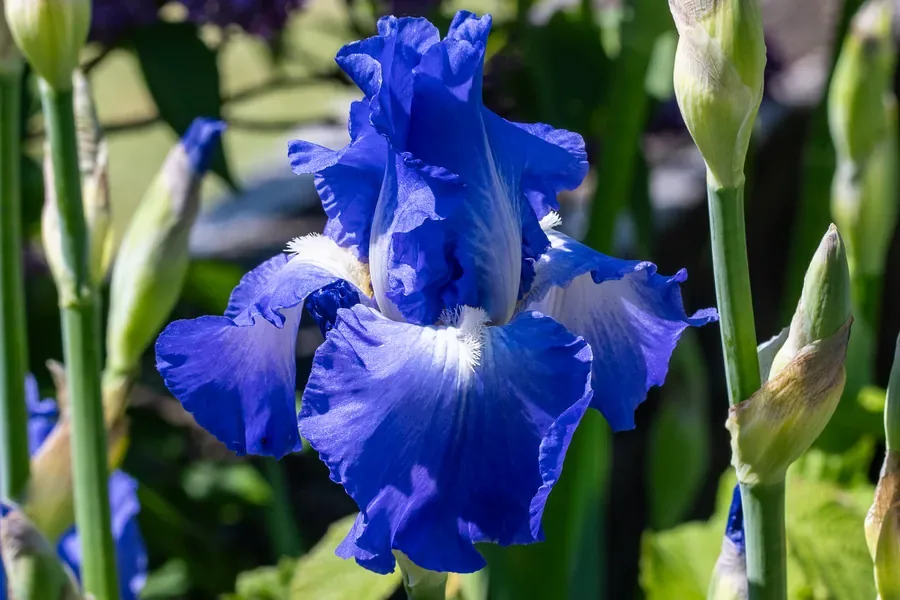 Blue Bearded Iris — Salem, Oregon — Ben Pickett Photography