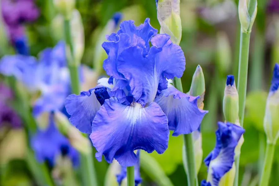 Iris in the Border — Salem, Oregon — Ben Pickett Photography