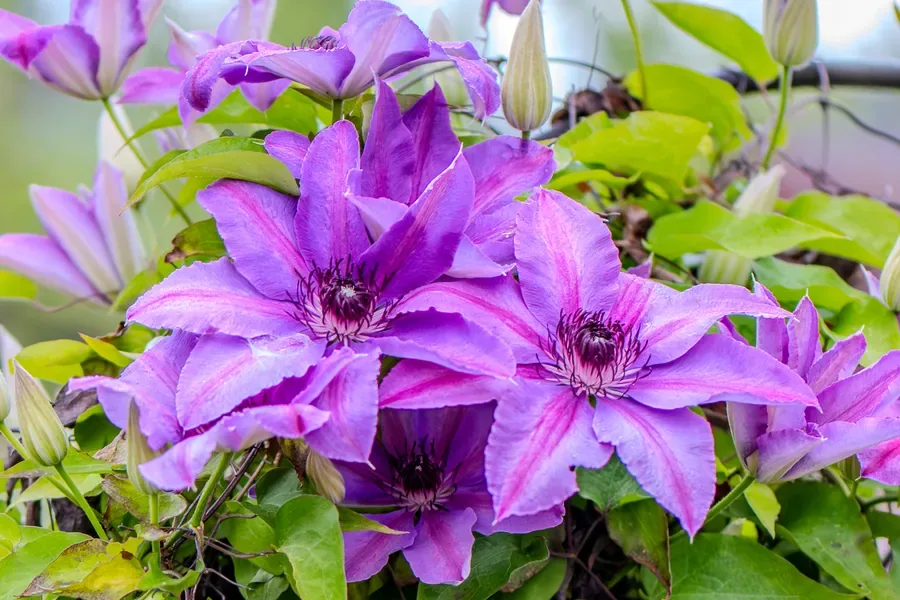 Pink Clematis in Flower — Salem, Oregon — Ben Pickett Photography