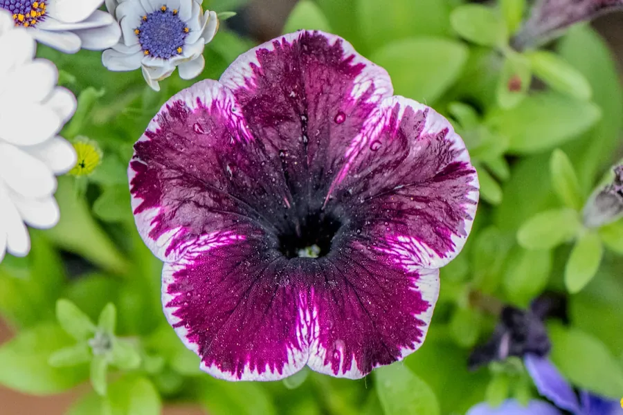 Petunia, Magenta and White — Salem, Oregon — Ben Pickett Photography