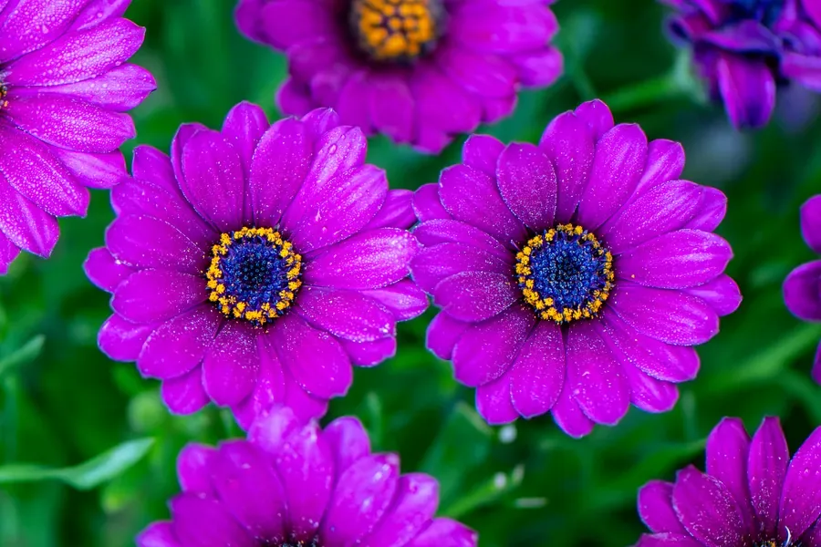 Osteospermum in Magenta — Salem, Oregon — Ben Pickett Photography