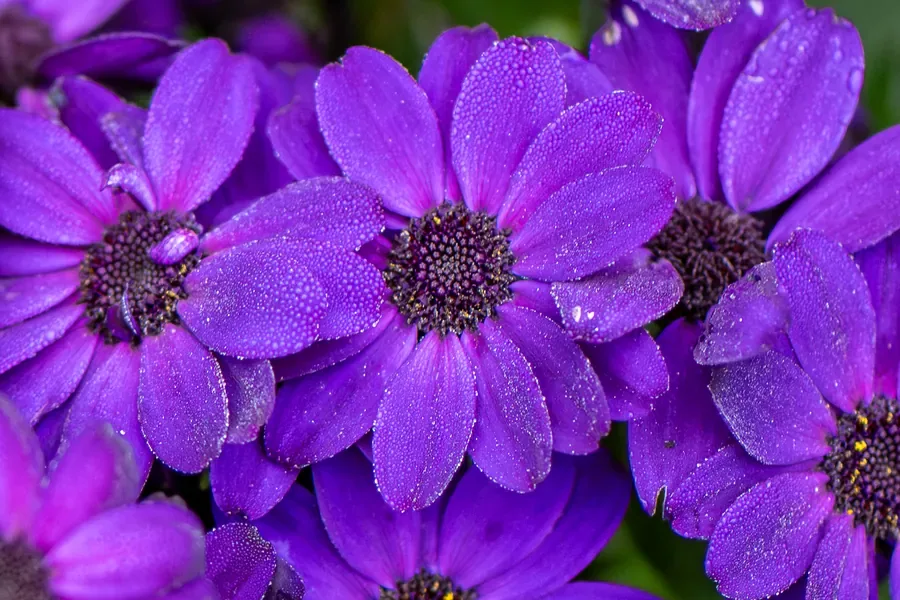 Cineraria After Rain — Salem, Oregon — Ben Pickett Photography