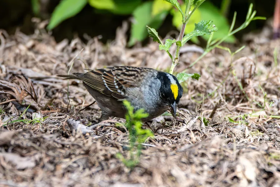 Golden-crowned Sparrow, Foraging — Salem, Oregon — Ben Pickett Photography