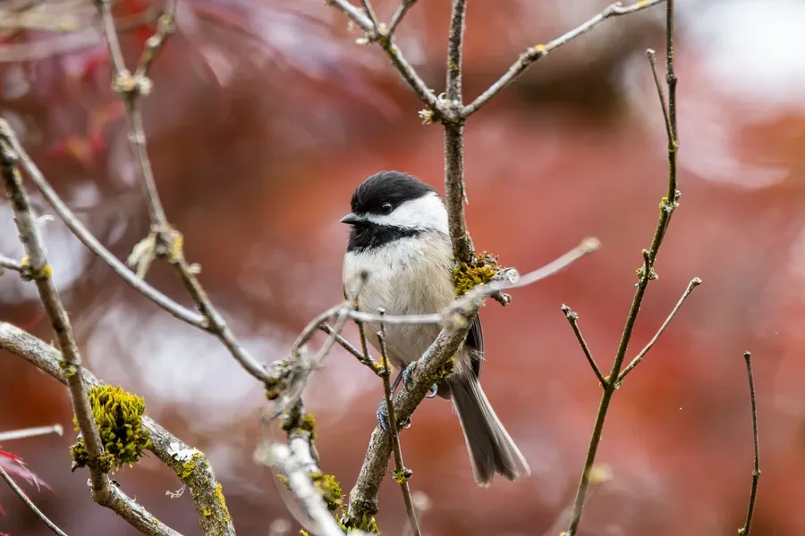 Black-capped Chickadee in the Red Maple — Salem, Oregon — Ben Pickett Photography