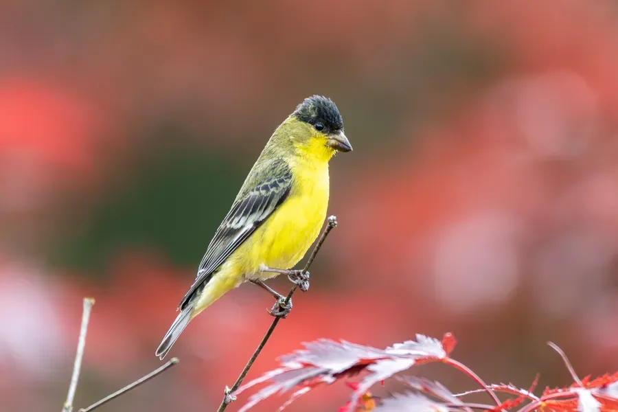 Lesser Goldfinch on a Red Branch — Salem, Oregon — Ben Pickett Photography