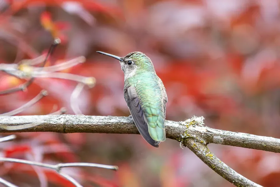 Anna's Hummingbird at Rest — Salem, Oregon — Ben Pickett Photography