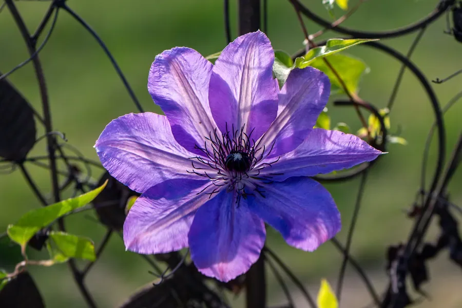 Clematis, Single Bloom — Salem, Oregon — Ben Pickett Photography