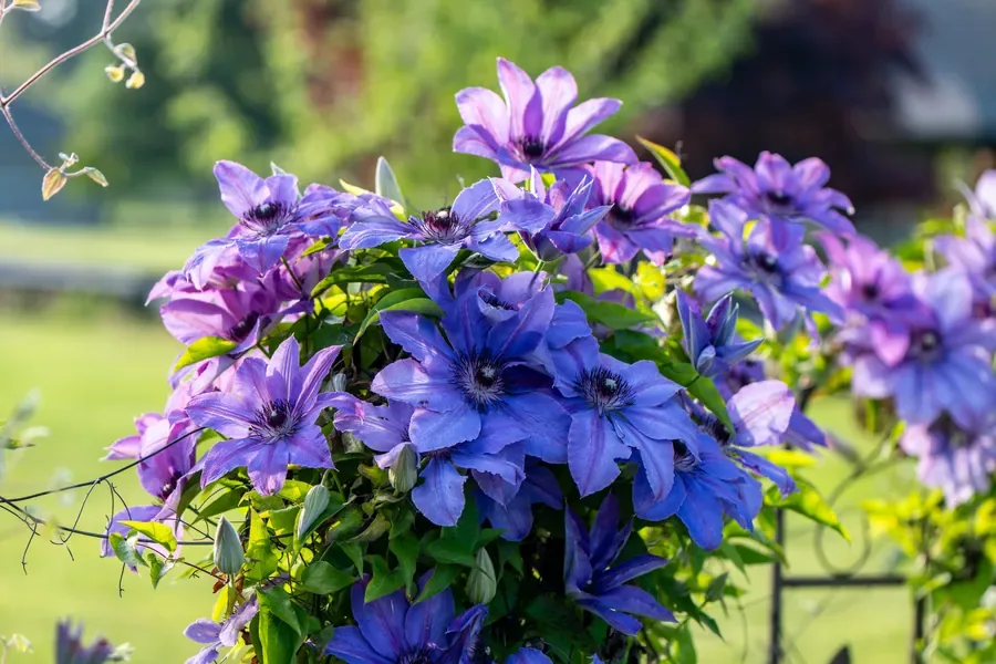Clematis in Full Climb — Salem, Oregon — Ben Pickett Photography