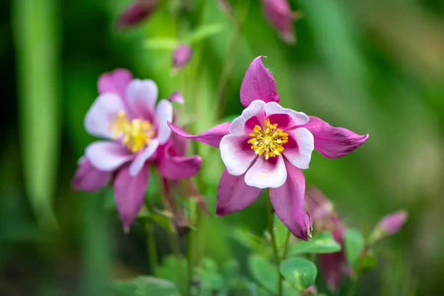 Pink Columbine — Salem, Oregon — Ben Pickett Photography
