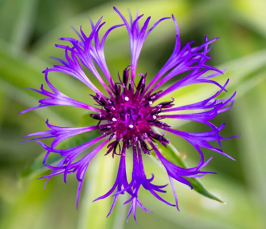 Cornflower Starburst — Salem, Oregon — Ben Pickett Photography