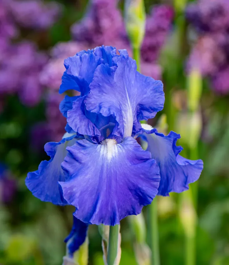 Blue Iris Against the Border — Salem, Oregon — Ben Pickett Photography
